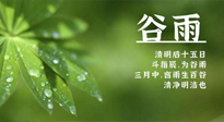 【二十四節(jié)氣灸】谷雨時(shí)節(jié)，用艾為您的健康加上一道保險(xiǎn)！