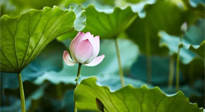【三伏天養(yǎng)生】三伏天養(yǎng)生有六大禁忌，你知道嗎？記得分享給家人知道！