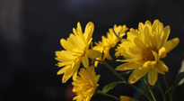 【養(yǎng)生知識】入秋菊花藥膳，美味營養(yǎng)、養(yǎng)生保??！