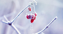 【小寒節(jié)氣】時處二三九，臘月梅花開！