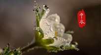 【二十四節(jié)氣灸】雨水節(jié)氣，扶陽(yáng)、祛濕、調(diào)氣血，才是養(yǎng)生重點(diǎn)！艾灸，橫掃濕寒！
