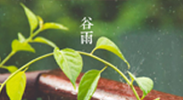 【二十四節(jié)氣灸】谷雨節(jié)氣脾土濕，艾灸降濕濁，脾旺不受邪！