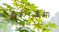 【艾灸養(yǎng)生】春末夏初：上熱下寒癥狀，補(bǔ)不如疏通淤堵，試試艾灸吧！