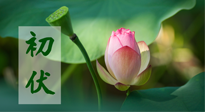 【三伏天】初伏將至，“蒸煮”模式開(kāi)啟！想要健康，這四類(lèi)食物別錯(cuò)過(guò)?。? />
                    </a>
                </div>
            </li>
            
            <li id=