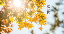 【節(jié)氣飲食】立秋將至，吃最合適的飲食，平穩(wěn)度過季節(jié)交替！